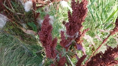 Rumex patientia