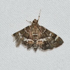 Hymenia perspectalis