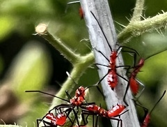 Leptoglossus phyllopus
