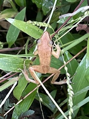 Indosylvirana