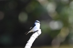 Tachycineta albiventer