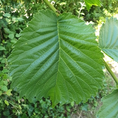 Ulmus glabra