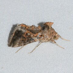 Chrysodeixis includens