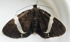 Trichodezia albovittata