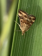Pyrausta despicata