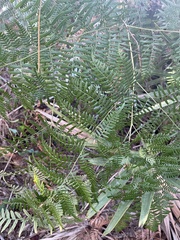 Pteridium aquilinum pseudocaudatum