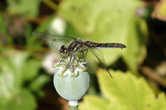 Sympetrum danae