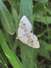 Xanthorhoe montanata