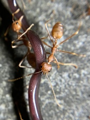 Oecophylla smaragdina
