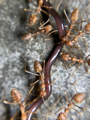 Oecophylla smaragdina