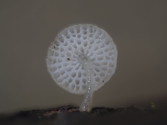 Favolaschia manipularis