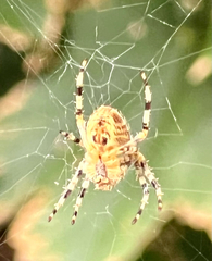 Araneae
