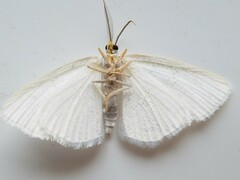 Cabera variolaria
