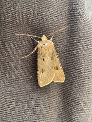 Agrotis exclamationis