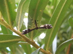 Pselnophorus