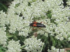 Stenurella jaegeri