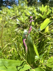 Spiranthes australis