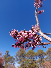 Plantae
