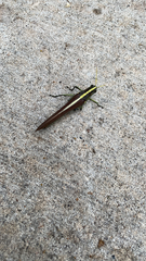 Schistocerca obscura