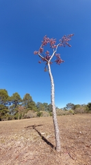Plantae