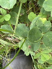 Leiobunum blackwalli