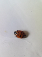 Hippodamia tredecimpunctata