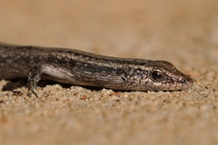Eugongylinae