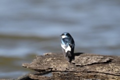 Tachycineta albiventer