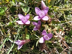 Gentianella columnae