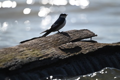 Tachycineta albiventer