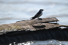 Tachycineta albiventer