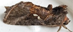 Autographa precationis