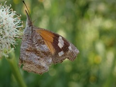 Libytheana carinenta bachmanii