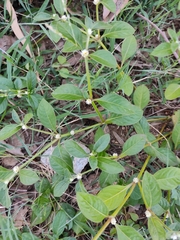 Alternanthera