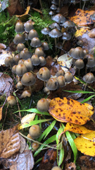 Coprinellus micaceus