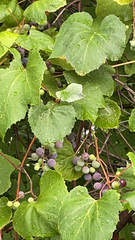 Vitis