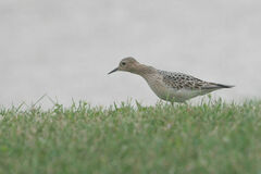 Calidris subruficollis