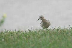 Calidris subruficollis