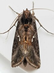 Autographa precationis