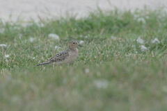 Calidris subruficollis