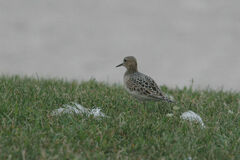 Calidris subruficollis