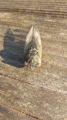 Neotibicen canicularis