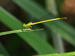 Ceriagrion fallax