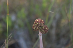 Crassula