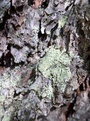 Parmeliopsis ambigua