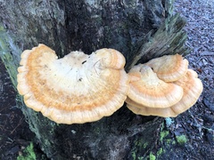 Laetiporus sulphureus