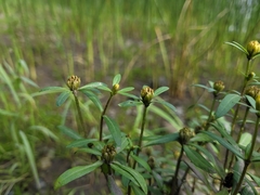 Bidens hyperborea