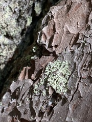 Parmeliopsis ambigua