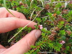 Vaccinium vitis-idaea
