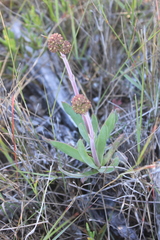 Crassula